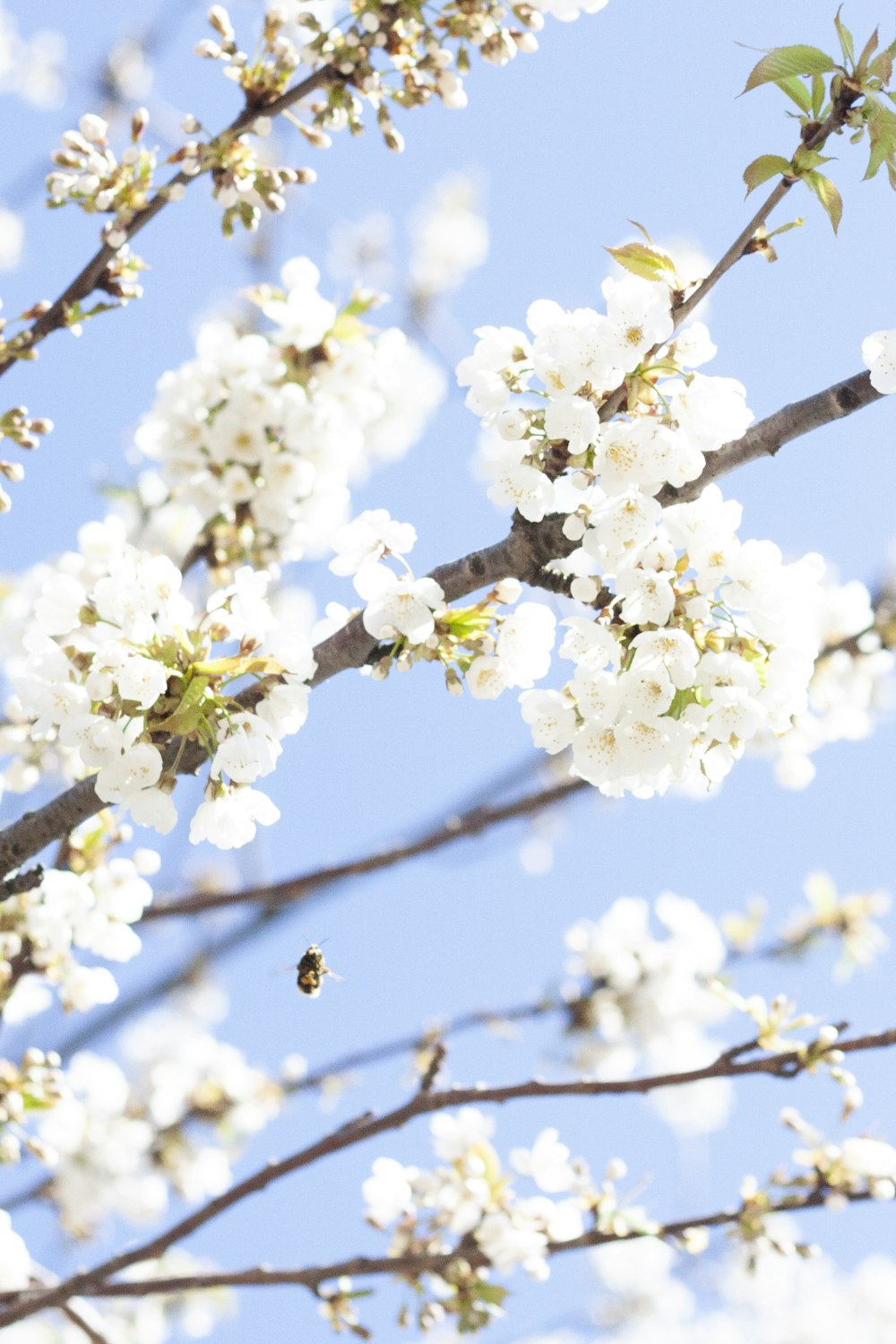 white cherry blossom in bloom during daytime