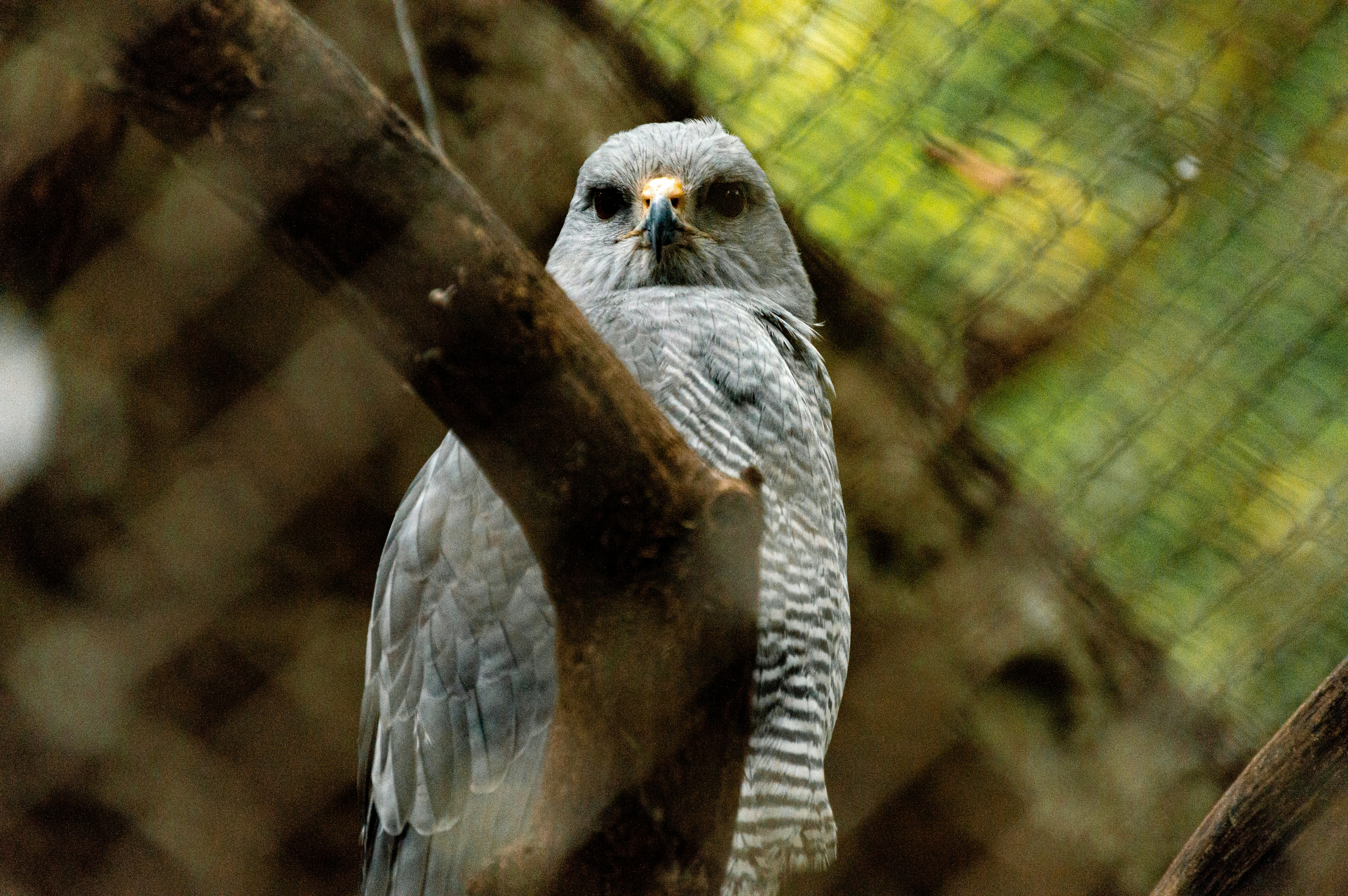 gray owl on brown tree branch