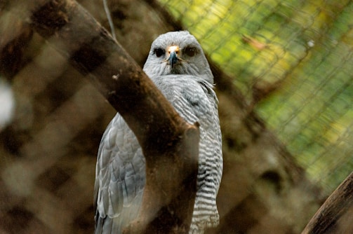 A bird of prey with grey and white plumage is perched on a branch within an enclosure, surrounded by a wire mesh. Its sharp eyes and yellow beak are prominent, and the background is blurred with green foliage and the enclosure's netting.