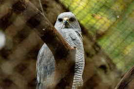 A bird of prey with grey and white plumage is perched on a branch within an enclosure, surrounded by a wire mesh. Its sharp eyes and yellow beak are prominent, and the background is blurred with green foliage and the enclosure's netting.