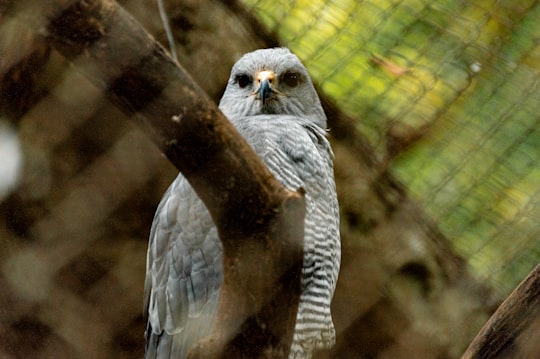 gray owl on brown tree branch in Zoológico Miguél Álvarez del Toro Mexico