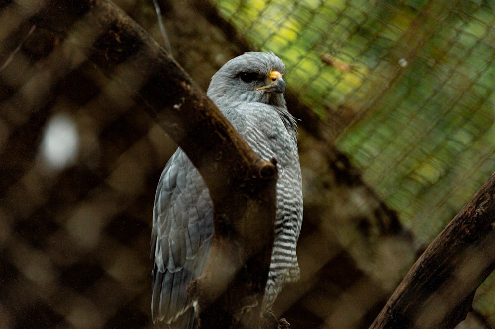 gray bird on brown tree branch