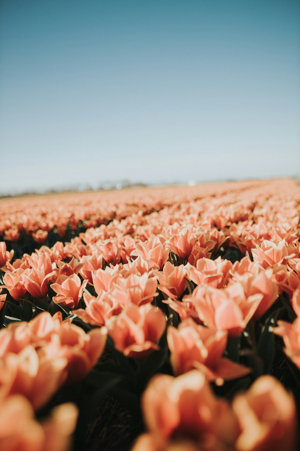 campo de flores cor-de-rosa durante o dia