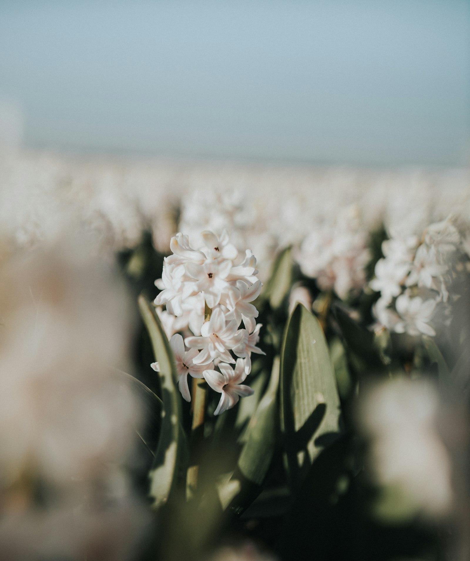 Sigma 24mm f/1.8 DG Macro EX sample photo. White flower in tilt photography