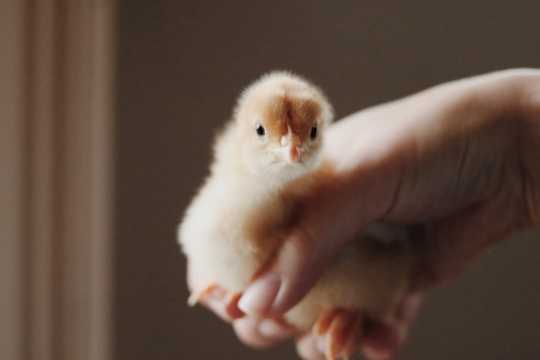 yellow chick on persons hand