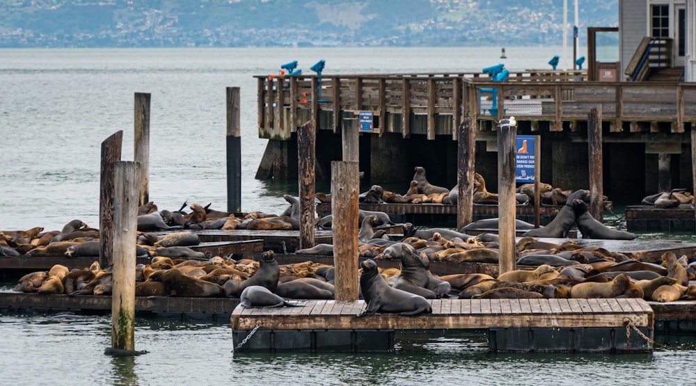 Seelöwe tagsüber auf braunem Holzdock