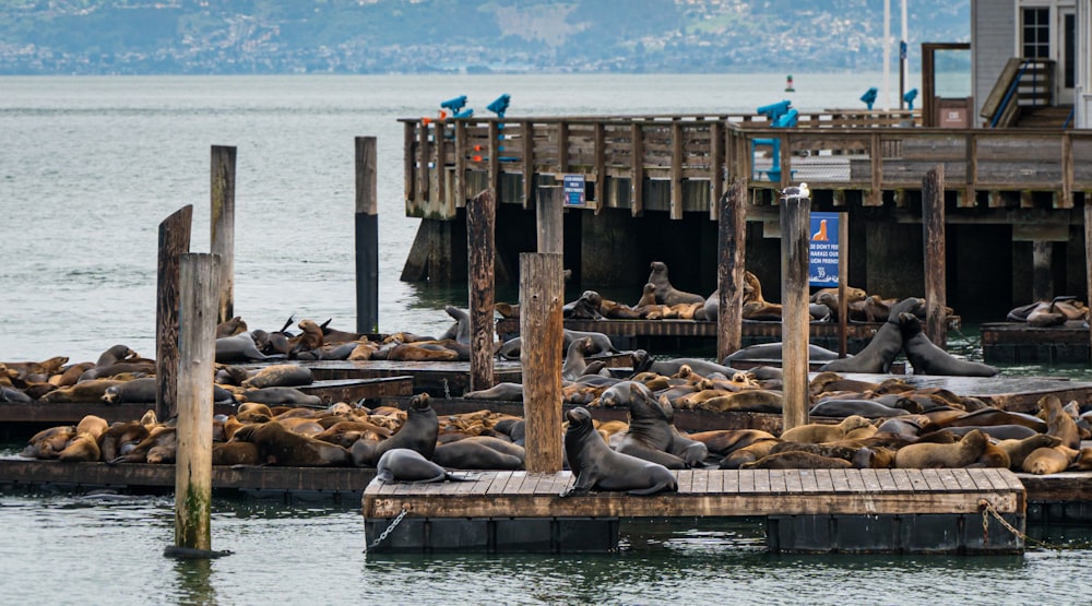 sea lion on brown wooden dock during daytime