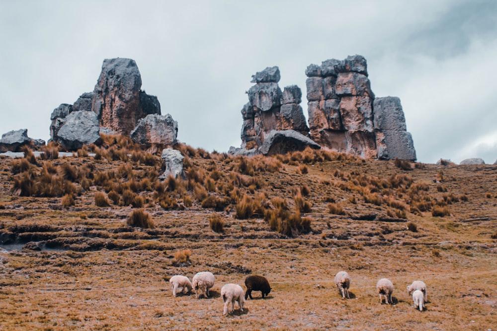 herd of sheep on brown field during daytime