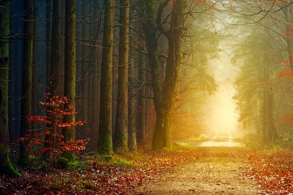 brown trees with fog during daytime