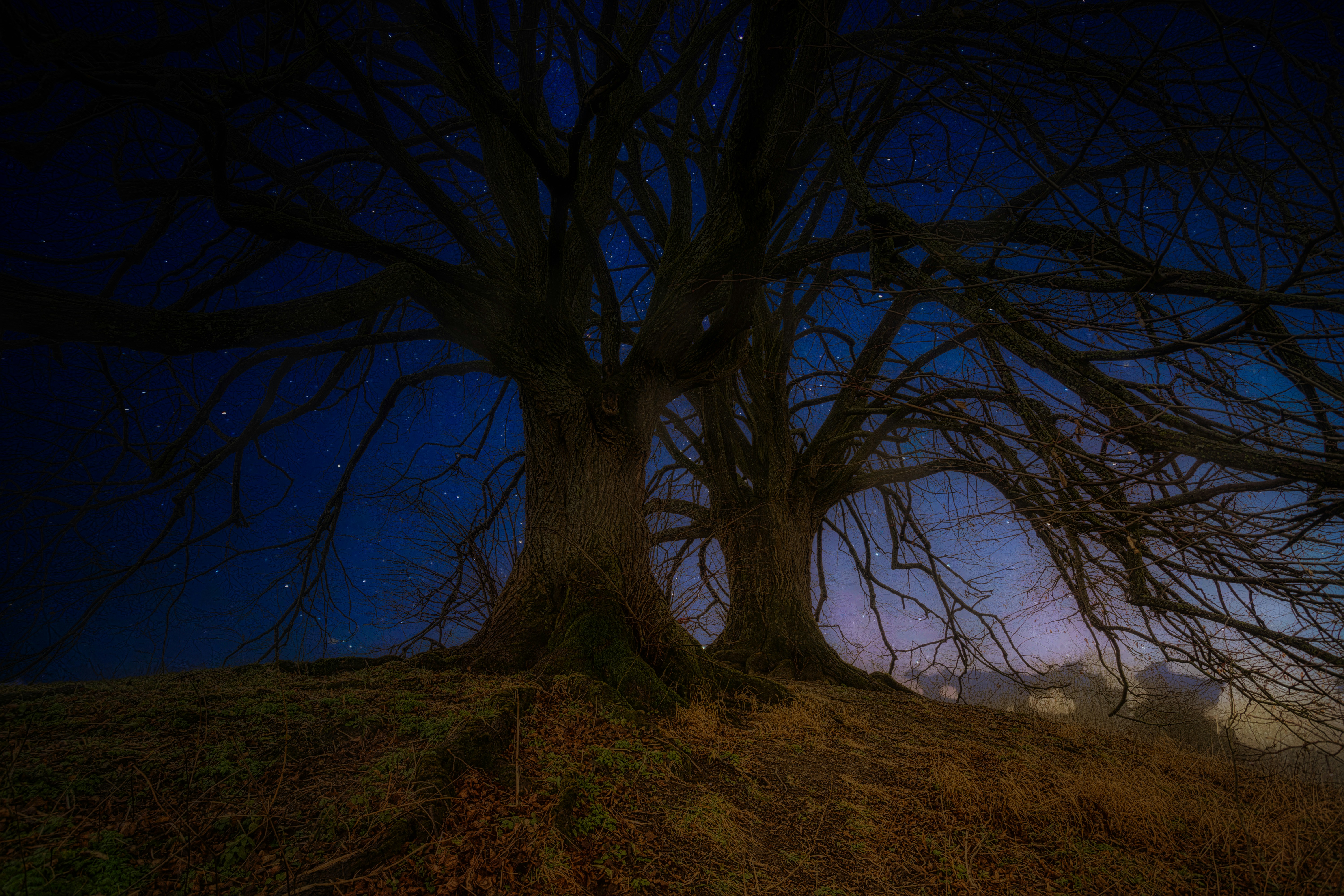 leafless tree on green grass field