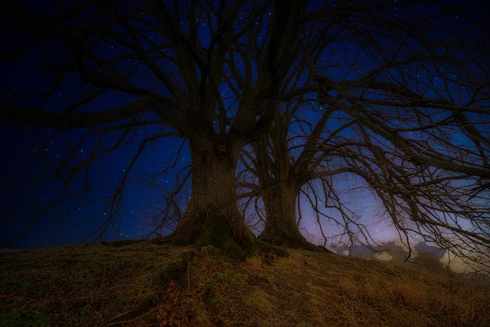 leafless tree on green grass field