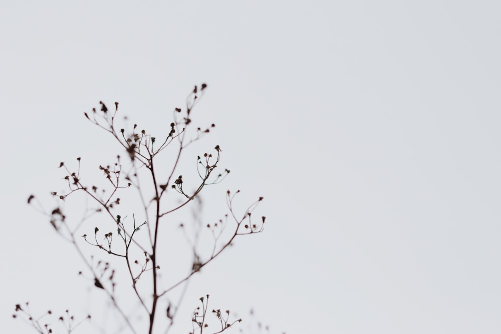 brown tree branch during daytime