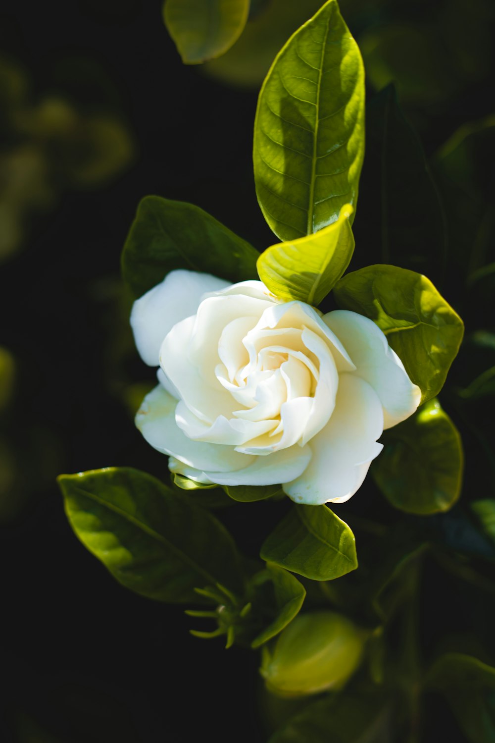 white rose in bloom during daytime