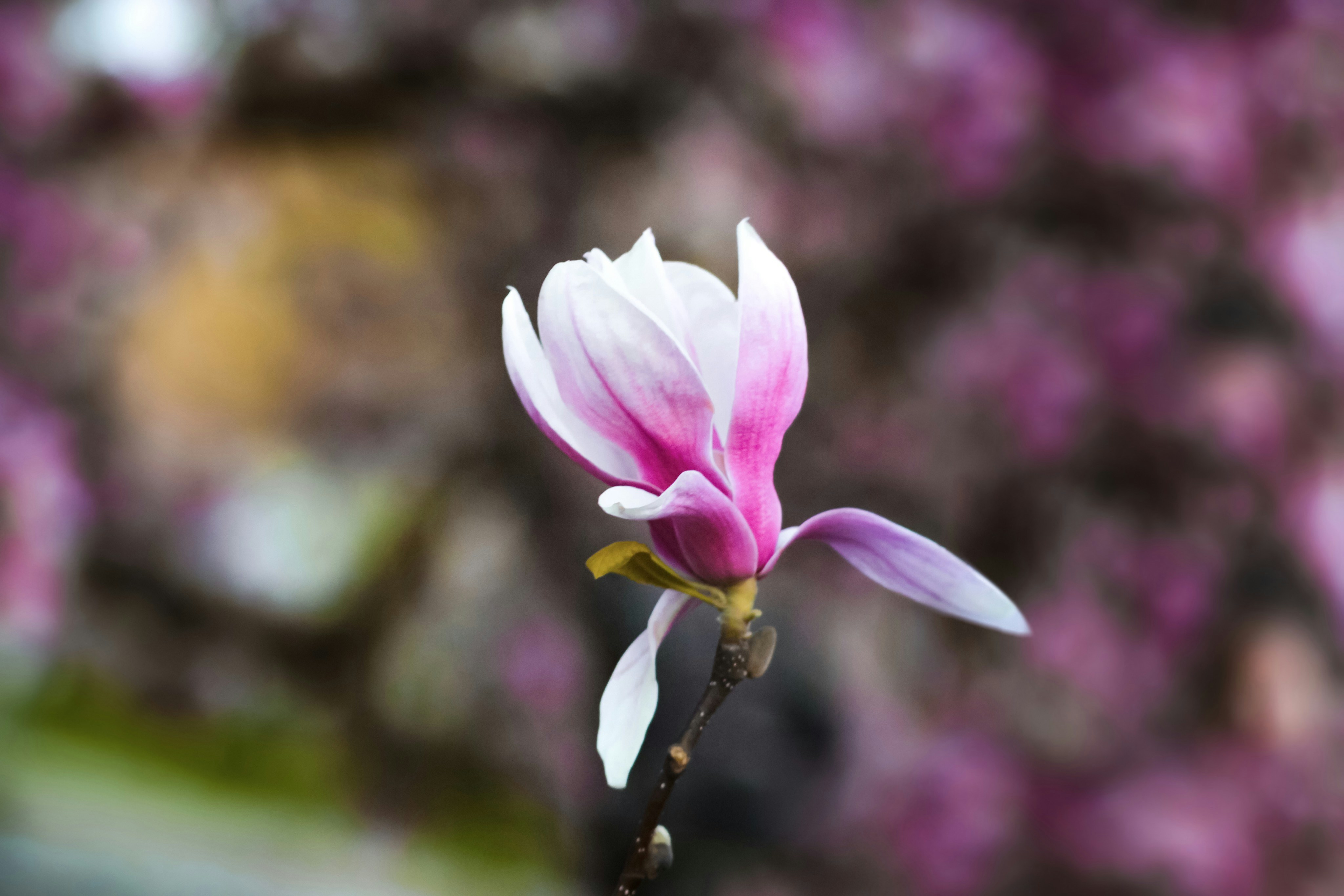 Photo by vasylyna_7010