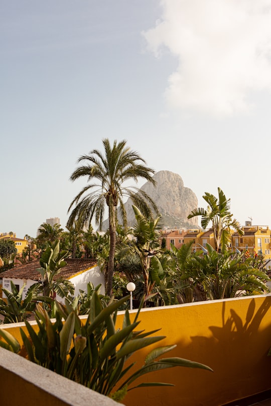 green palm trees near brown concrete building during daytime in Calpe Spain