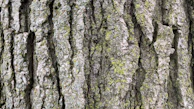 Close-up of textured bark with moss growing in shaded areas.