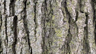Close-up of ancient tree bark with moss and small plants growing on it.