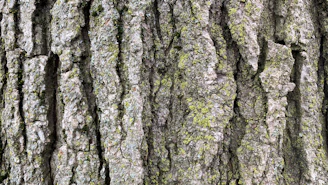 Close-up of textured bark with moss growing in shaded areas.