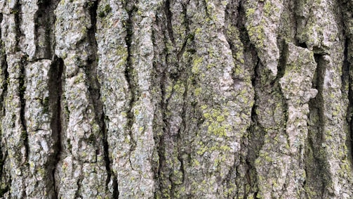 Close-up of ancient tree bark with moss and small plants growing on it.