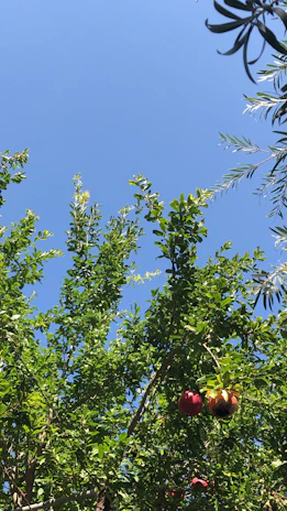 Iyyamma sharing fruits with heavenly and earthly figures under a golden sky with floating particles.