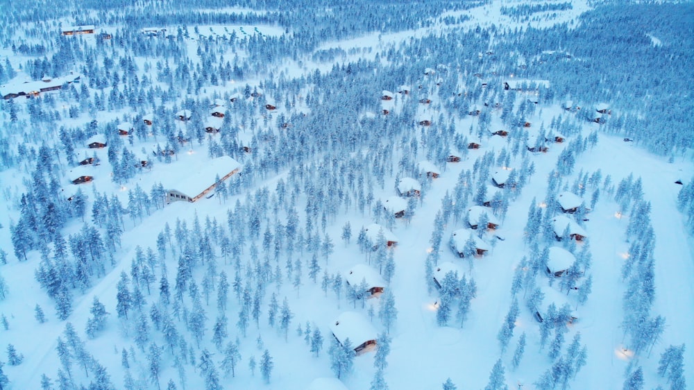 Vue aérienne d’arbres enneigés pendant la journée