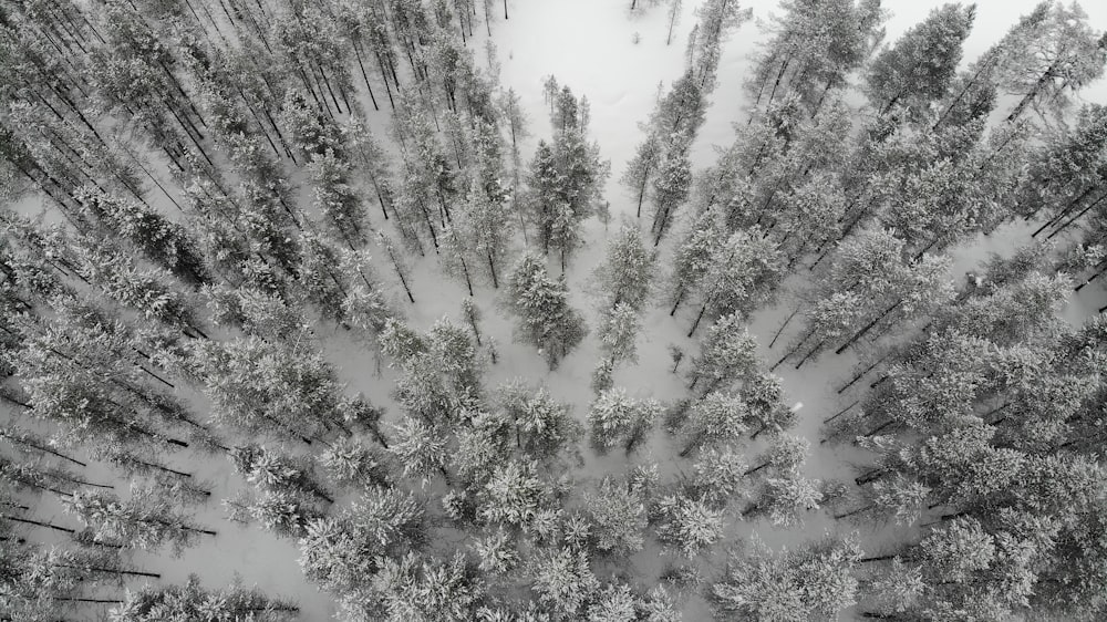 green trees covered with snow