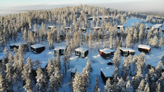snow covered trees and houses during daytime