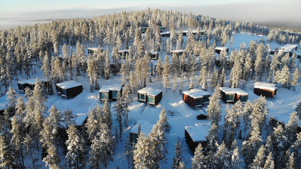 Árboles y casas cubiertos de nieve durante el día