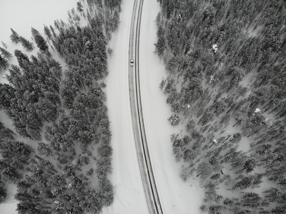vista aérea da estrada entre árvores durante o dia