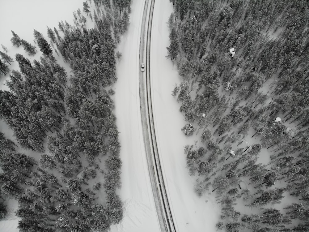 aerial view of road between trees during daytime