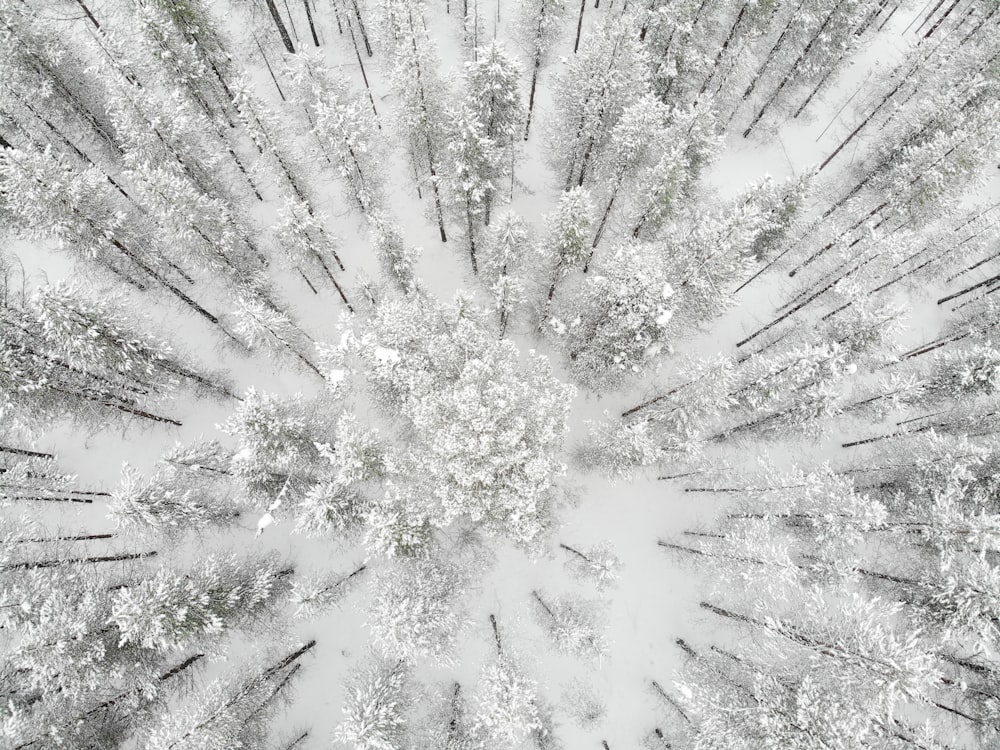 white and green tree covered with snow