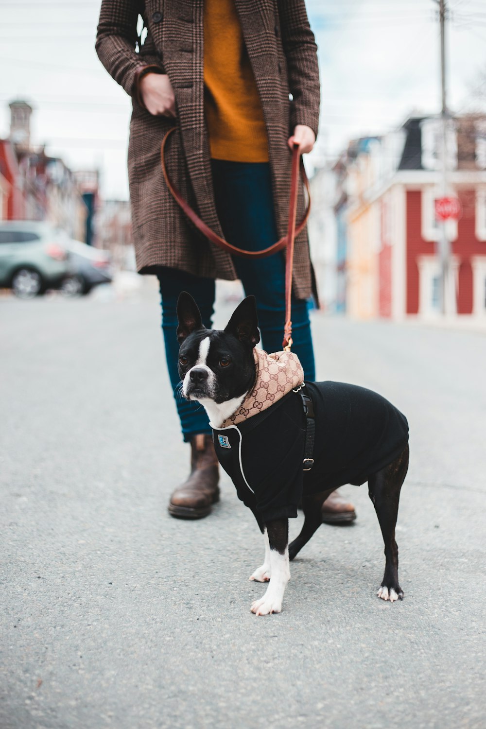 black and white boston terrier