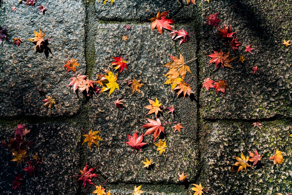 feuilles d’érable jaunes et brunes sur le sol