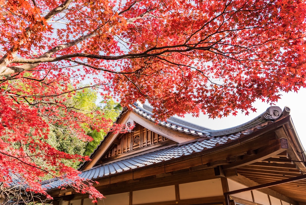 brown wooden house near red leaf tree during daytime