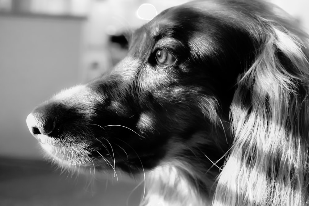 grayscale photo of dog with tongue out