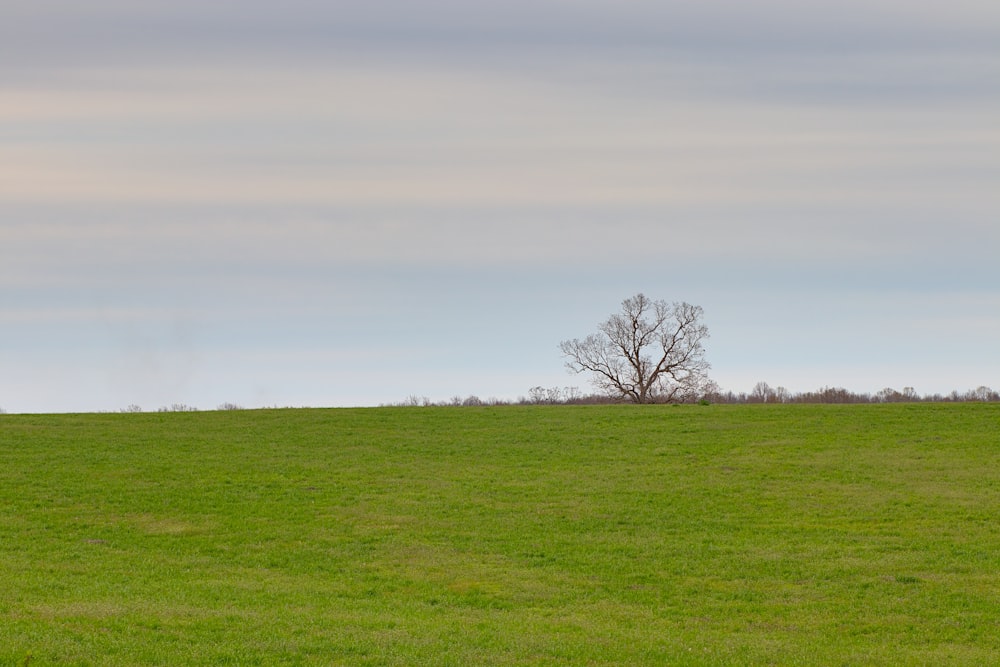 leafless tree on green grass field under white clouds