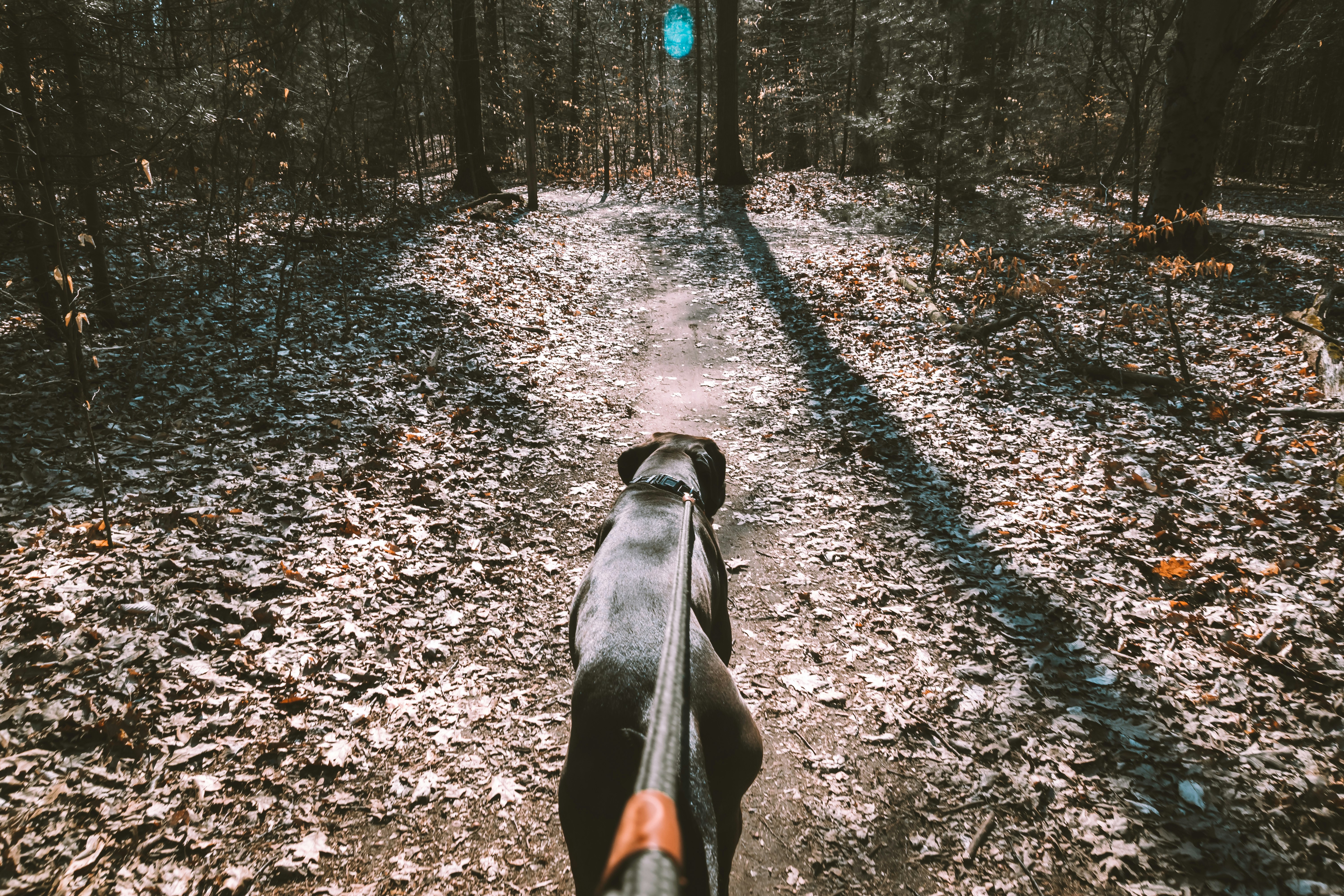 black and white short coat large dog on forest during daytime