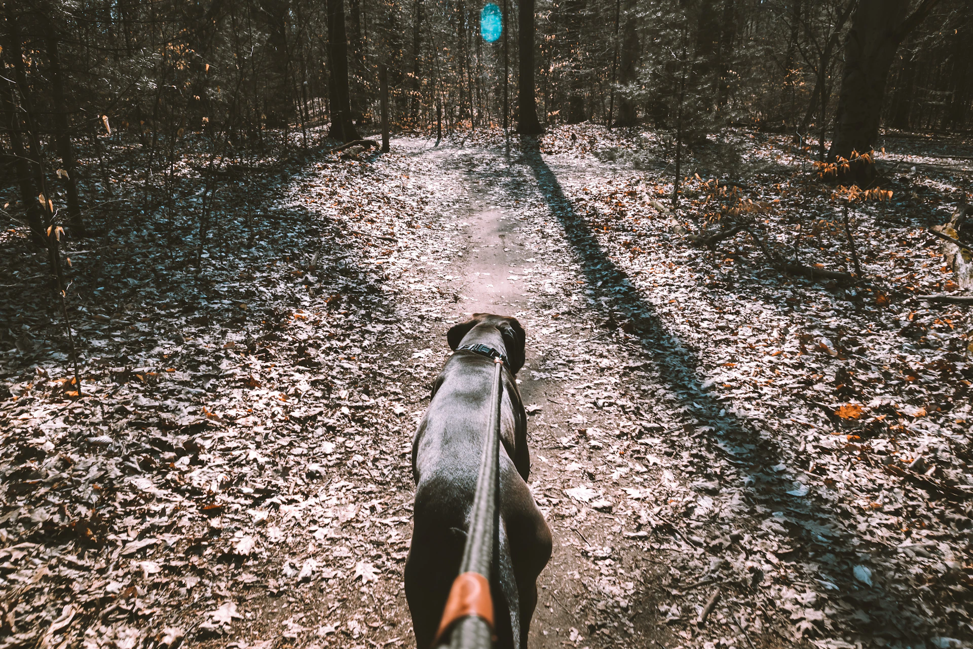 black and white short coat large dog on forest during daytime