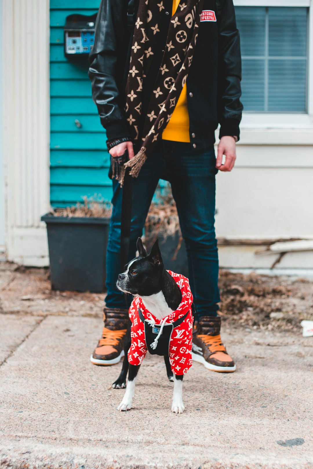 black and white short coated dog wearing red and white polka dot coat