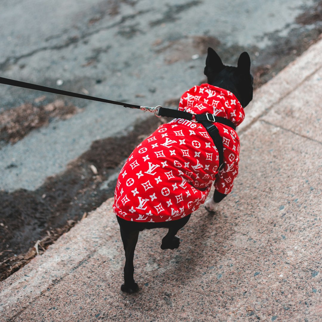 black and red dog with red and white polka dot dress