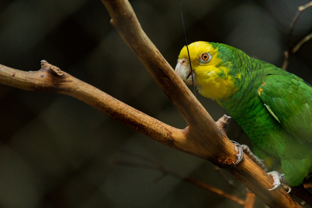 green bird on brown tree branch