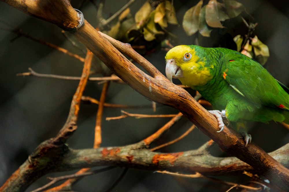 green bird on brown tree branch