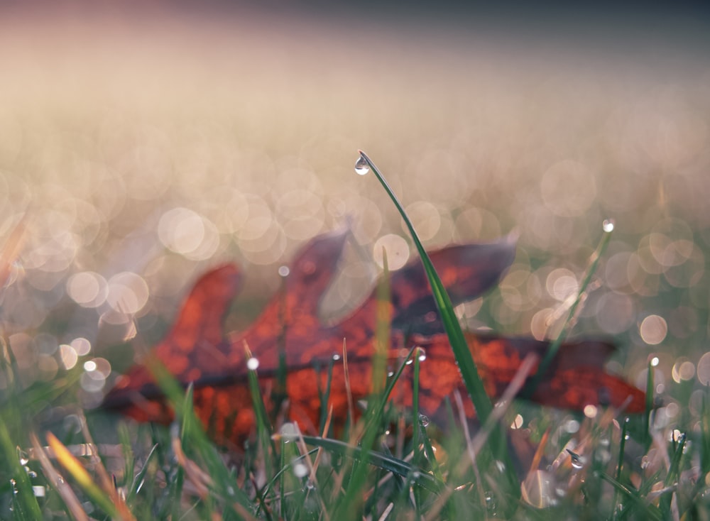 red leaf on green grass