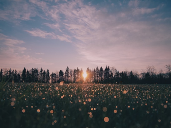 A serene rubber tree plantation bathed in morning sunlight with dew on leaves.