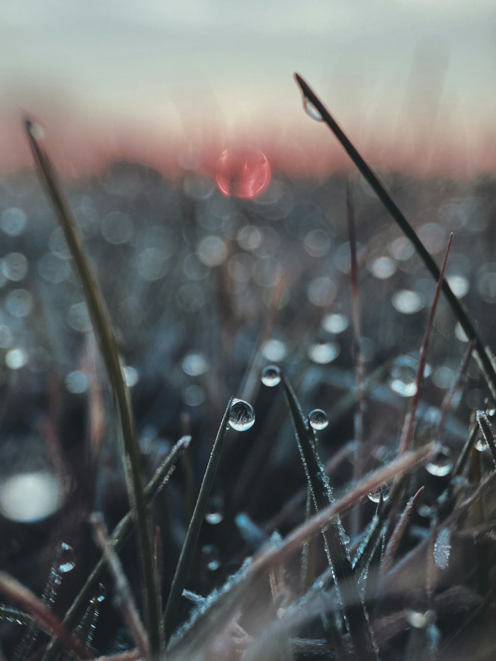 water droplets on grass in tilt shift lens