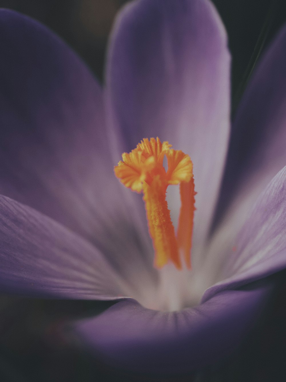 purple and yellow flower in macro photography