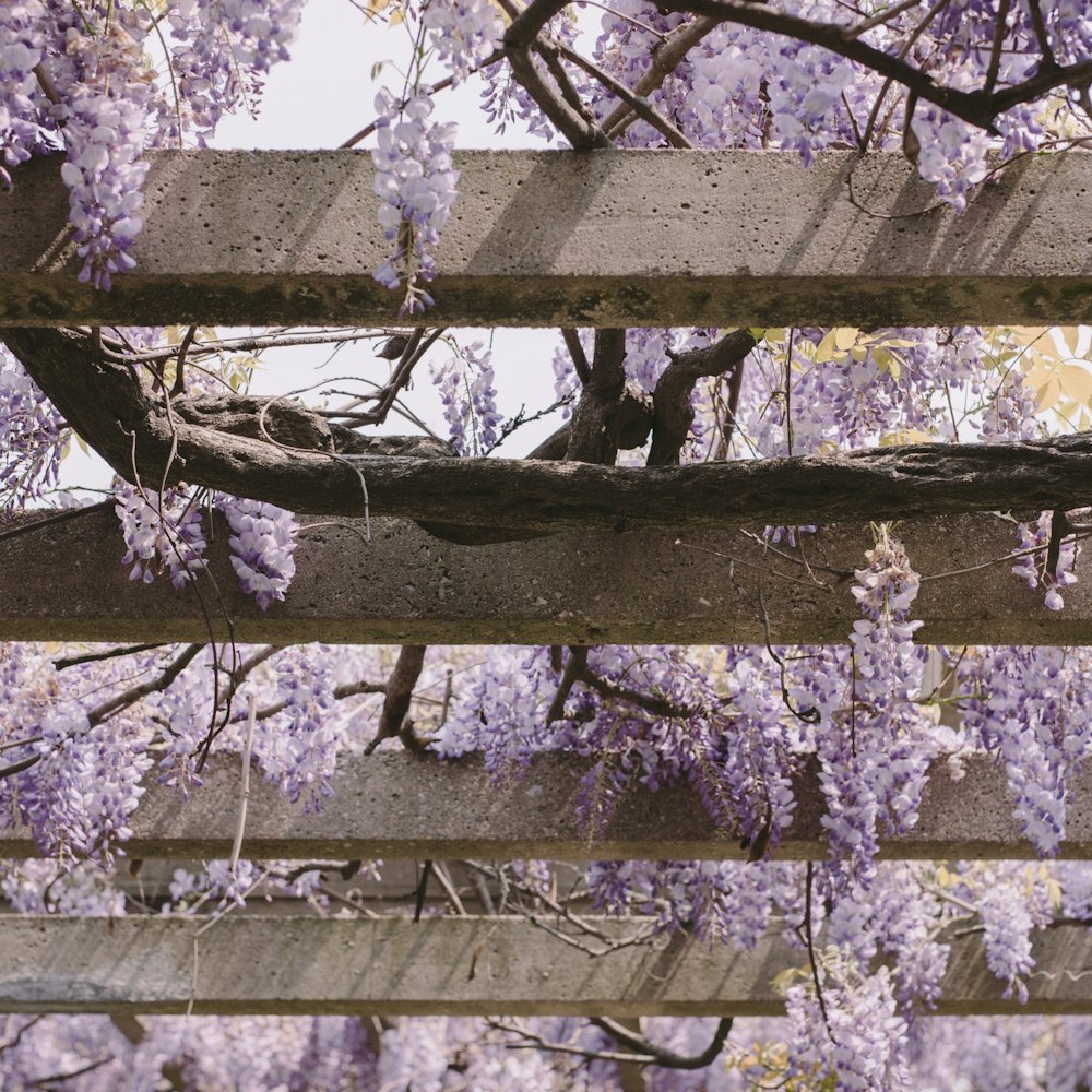 brown wooden fence with green leaves