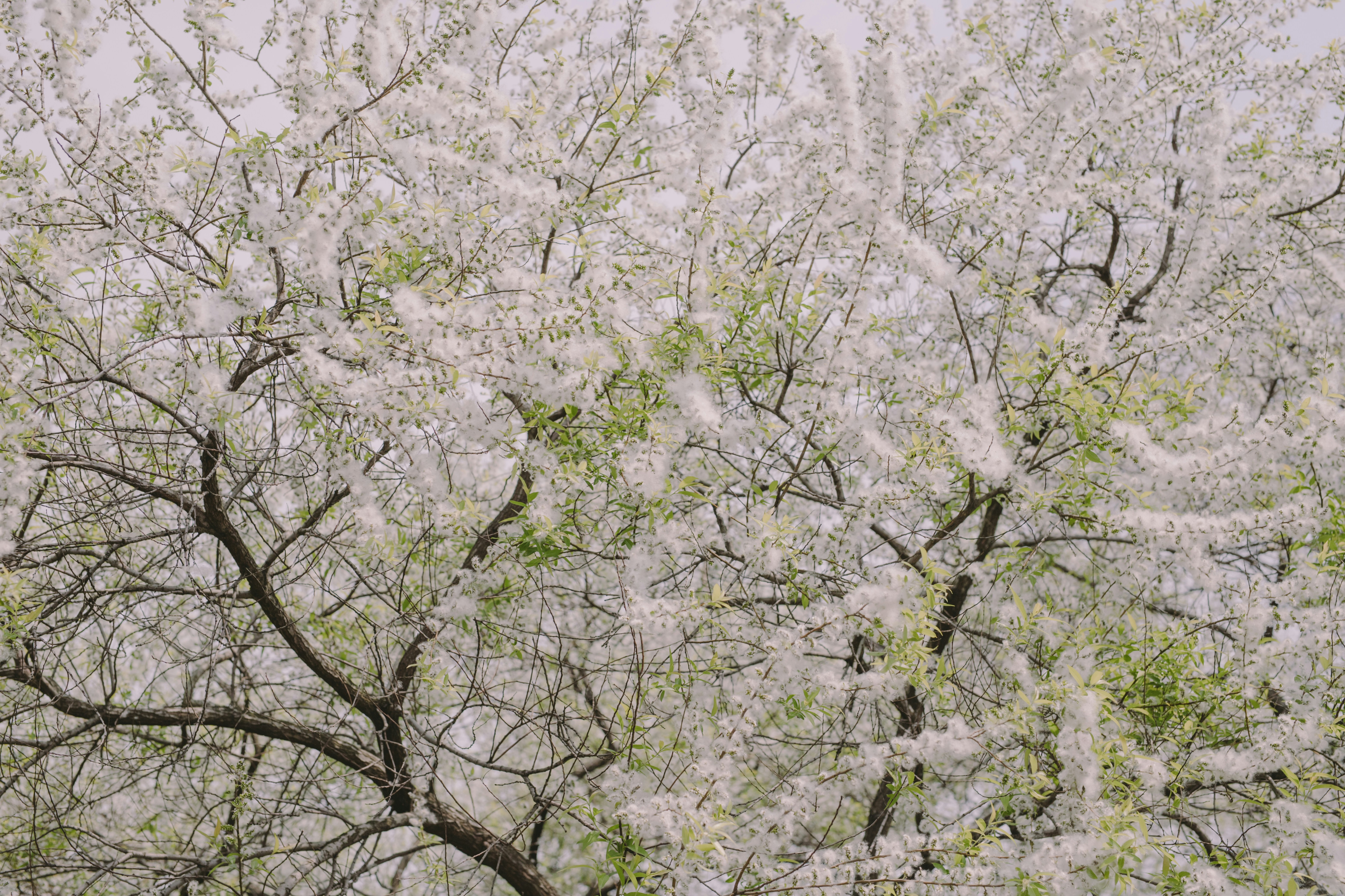 Foto Árboles de hojas blancas y verdes Imagen Violeta gratis en Unsplash
