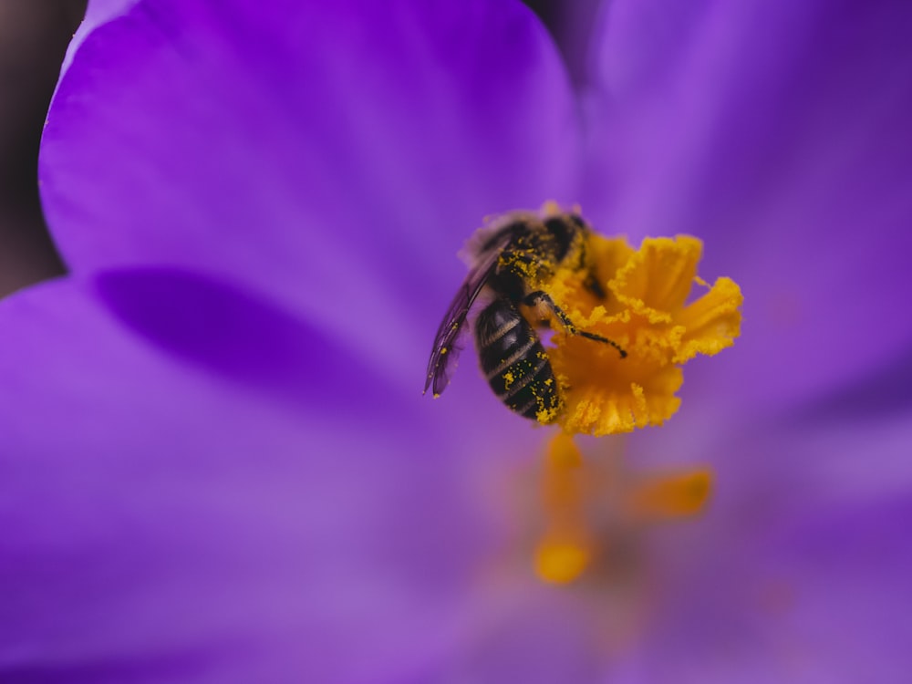 yellow and black bee on purple flower