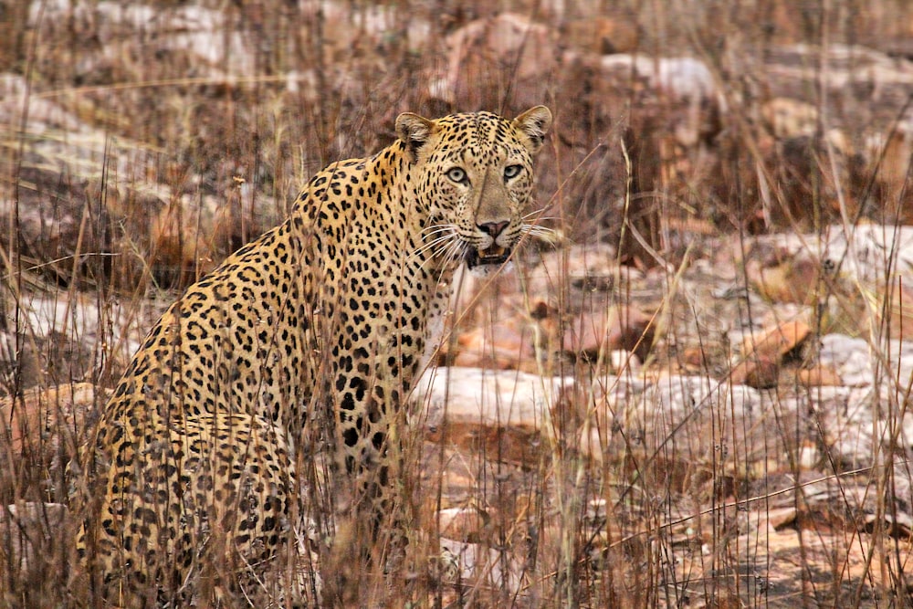 leopard on brown grass field during daytime